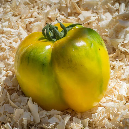 Yellow Stuffer Tomato