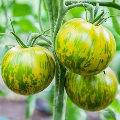 Yellow Zebra Tomato
