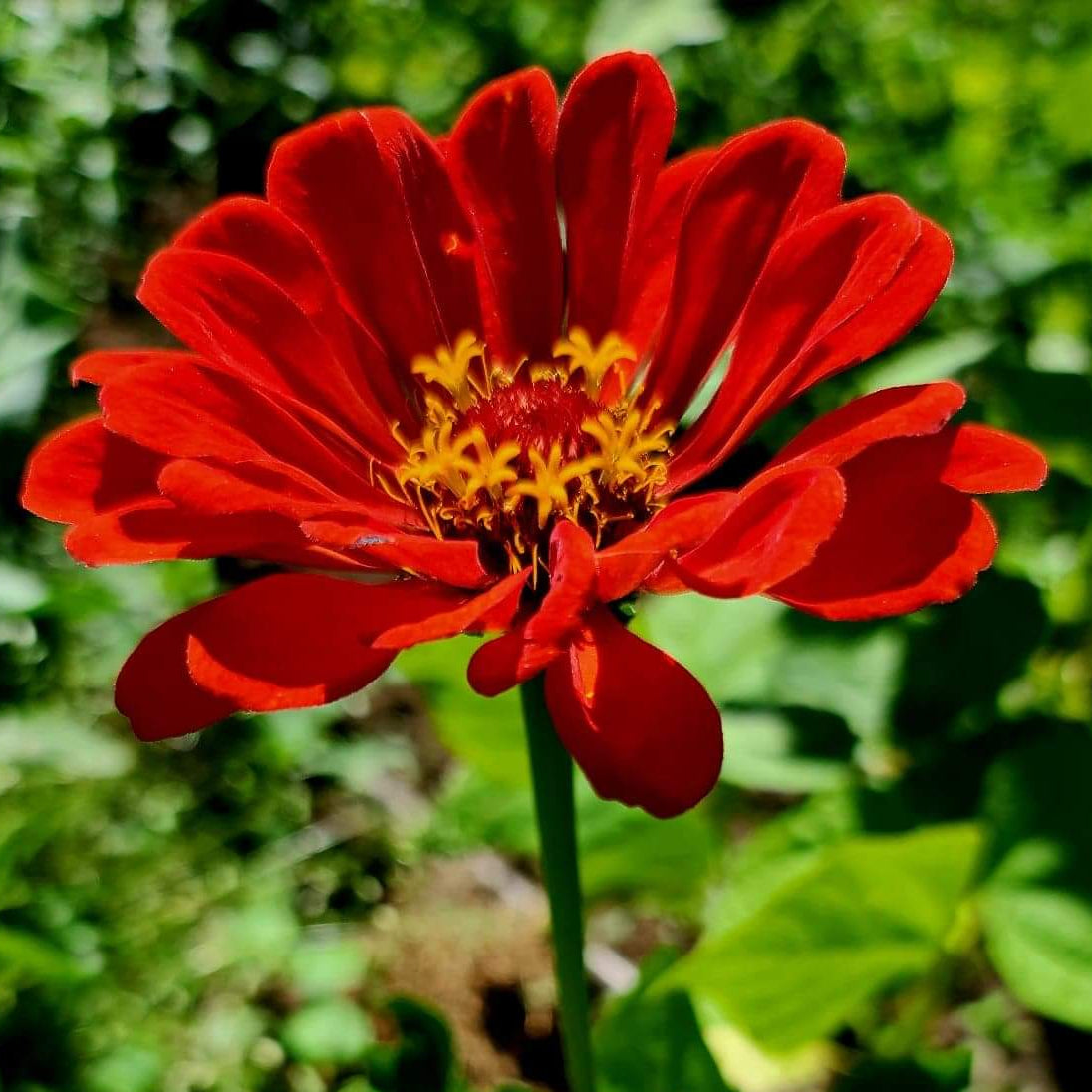 Zinnia
