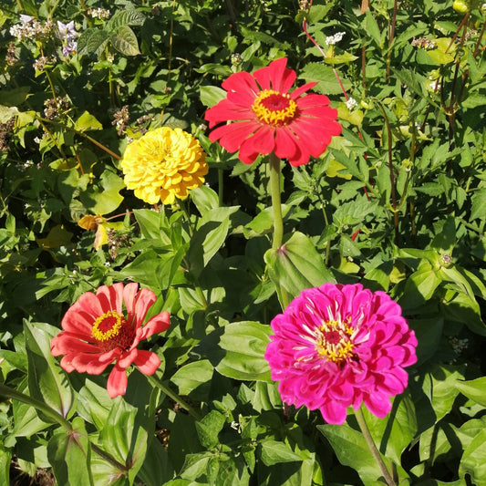 Zinnia