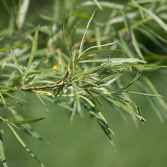 Basket willow Cuttings