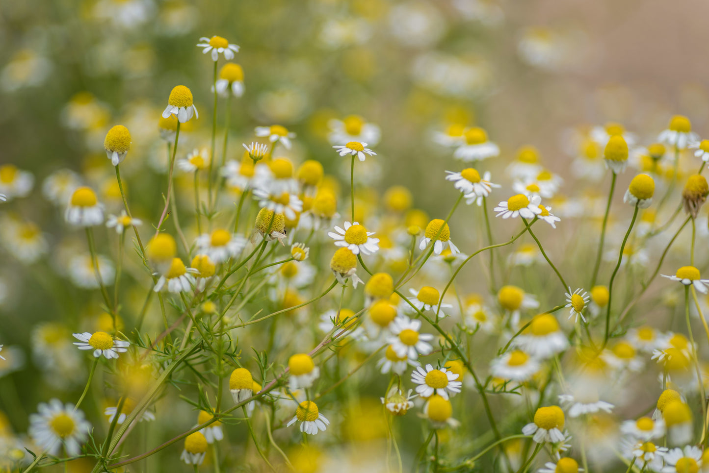Pure Grass-Fed Canadian Tallow Balm
