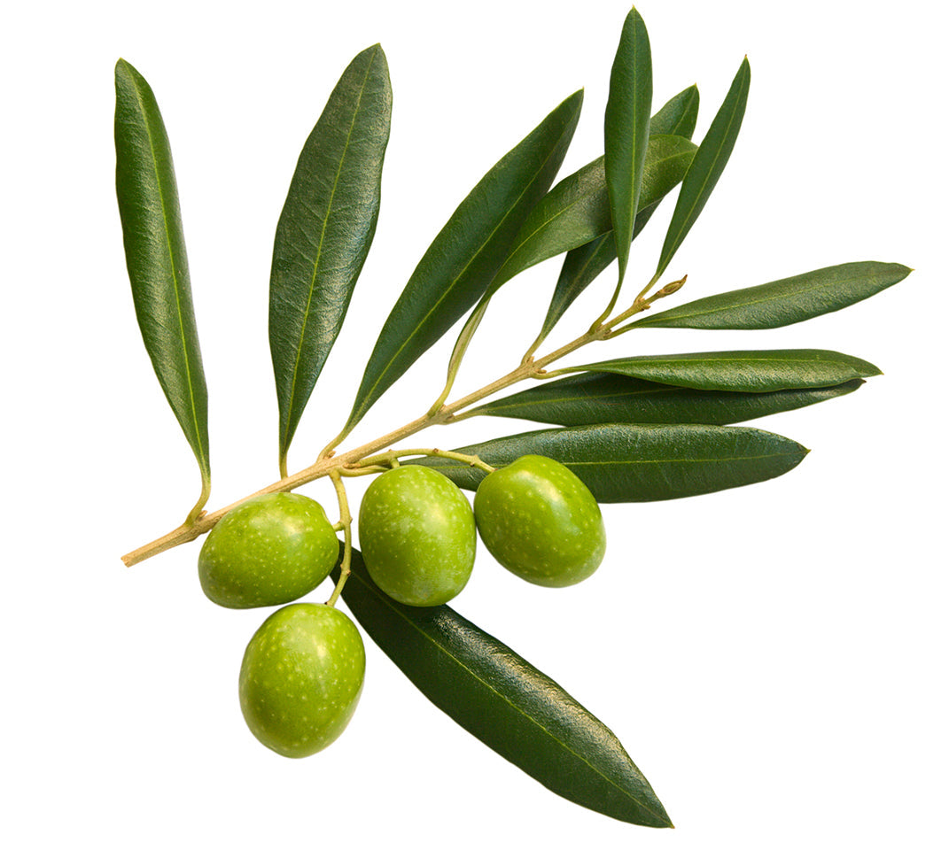 Extra Virgin Olive Oil, 100% ITALIAN Olives, 500 ml