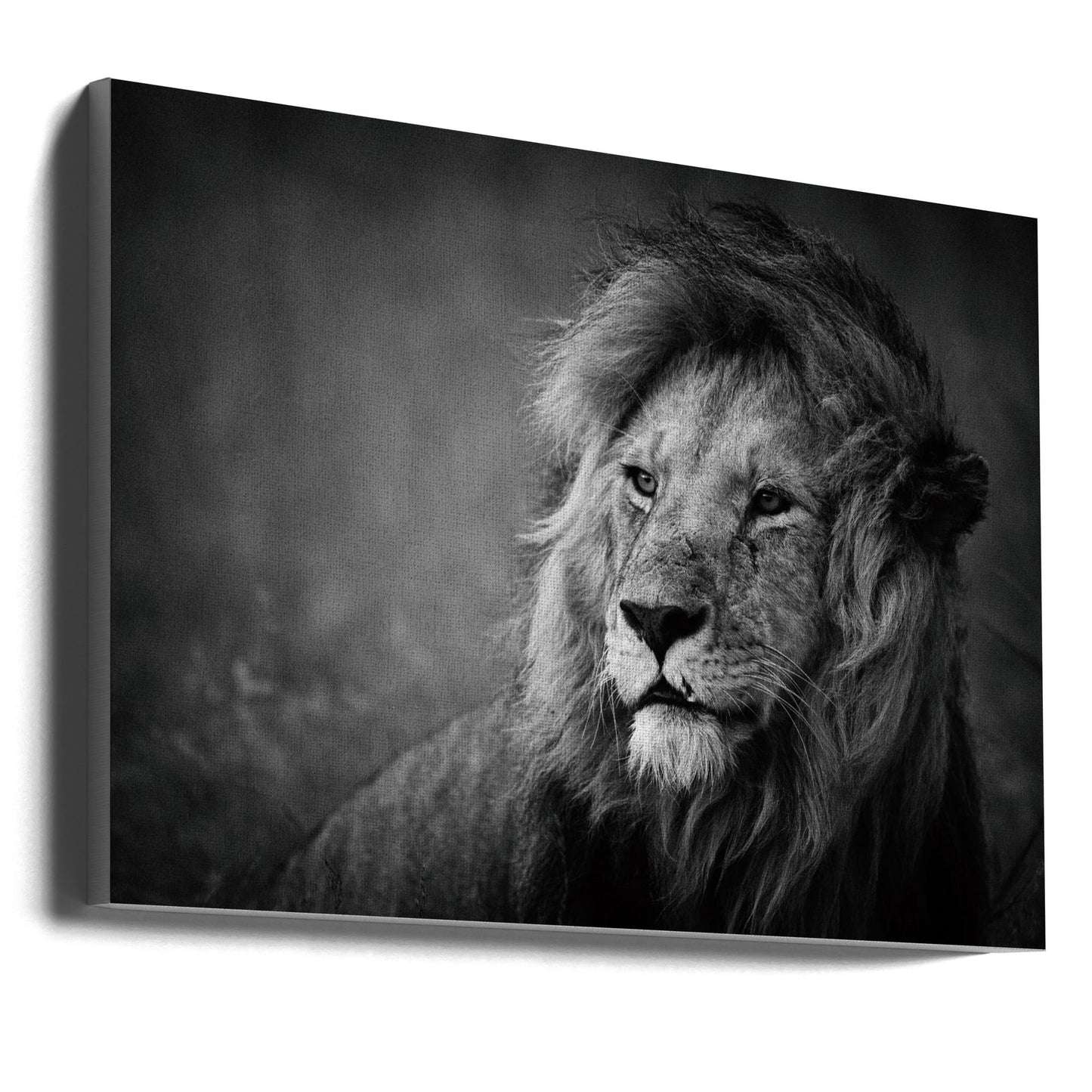 Wall art Regal. Lion