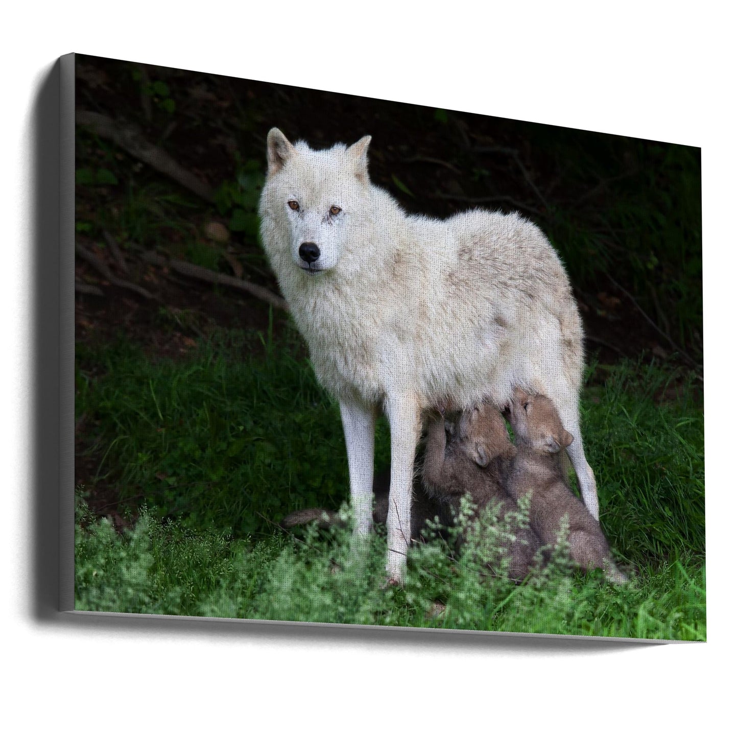 Wall art Arctic Wolves - Remus and Romulus