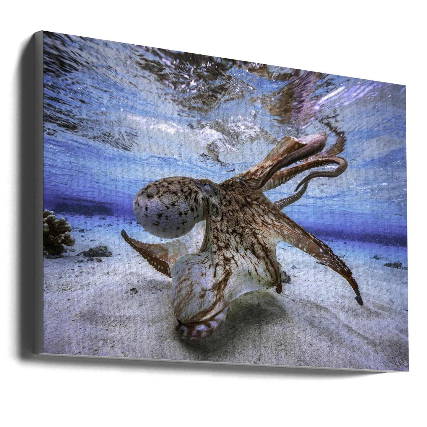 Wall Art Dancing Octopus