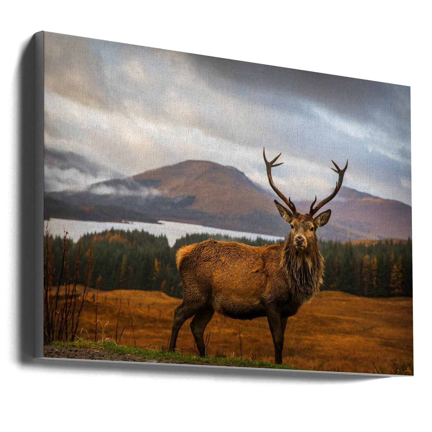 Scottish Stag