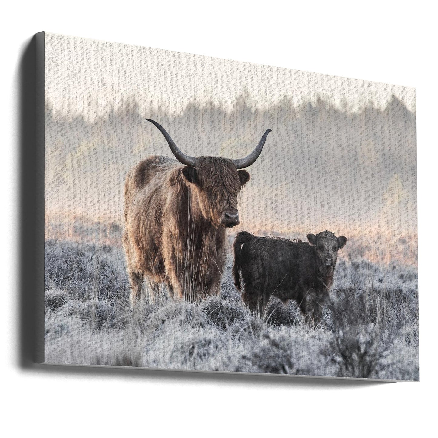 Wall art Highlander and Calf