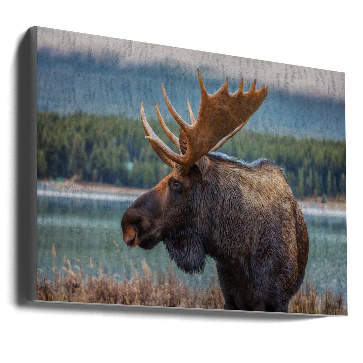 Wall art Moose