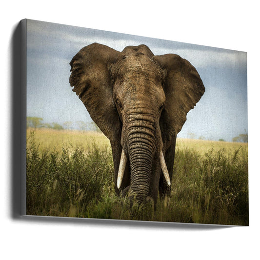 Wall art Encounters in Serengeti. Elephant