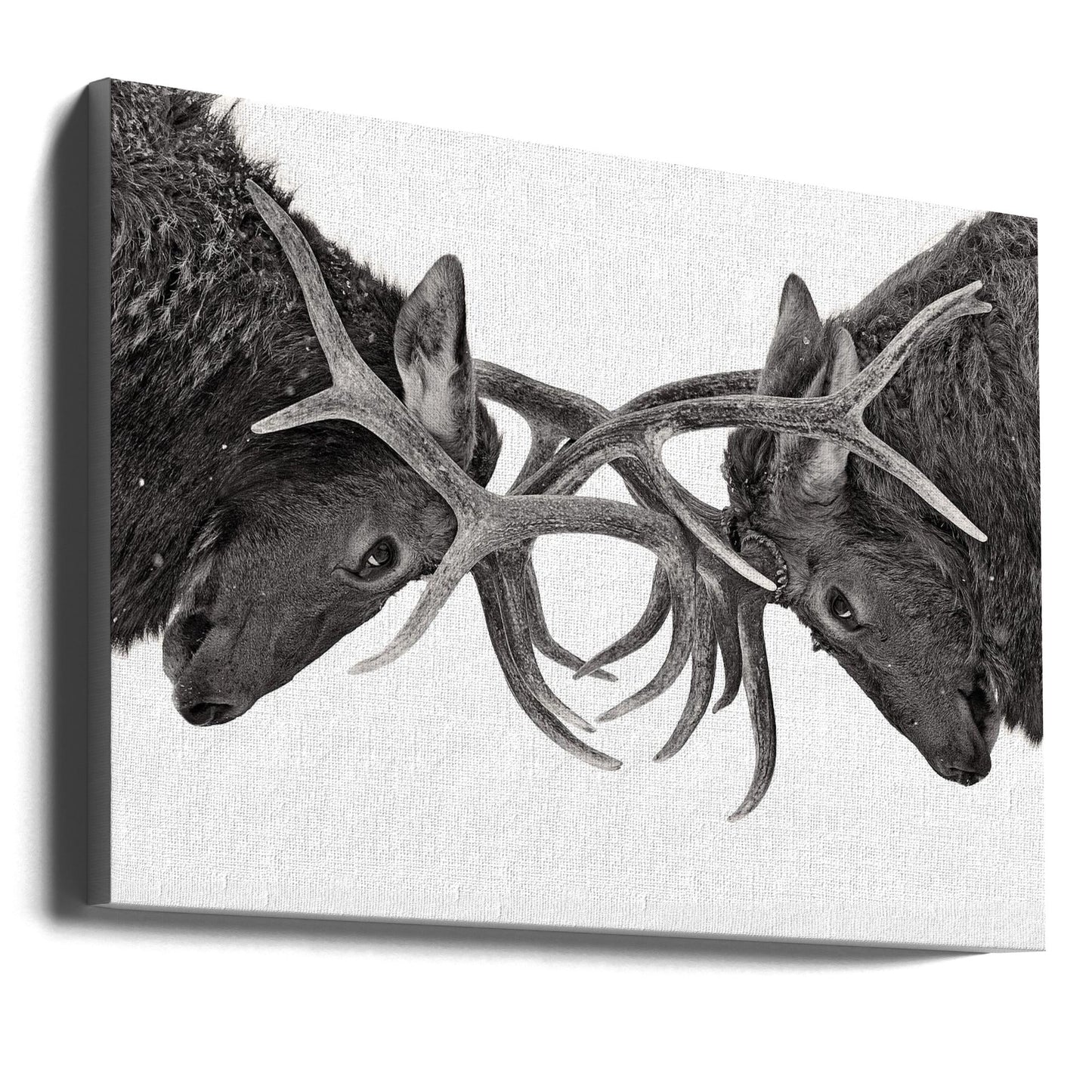 Wall art Eye to Eye - Elk fight