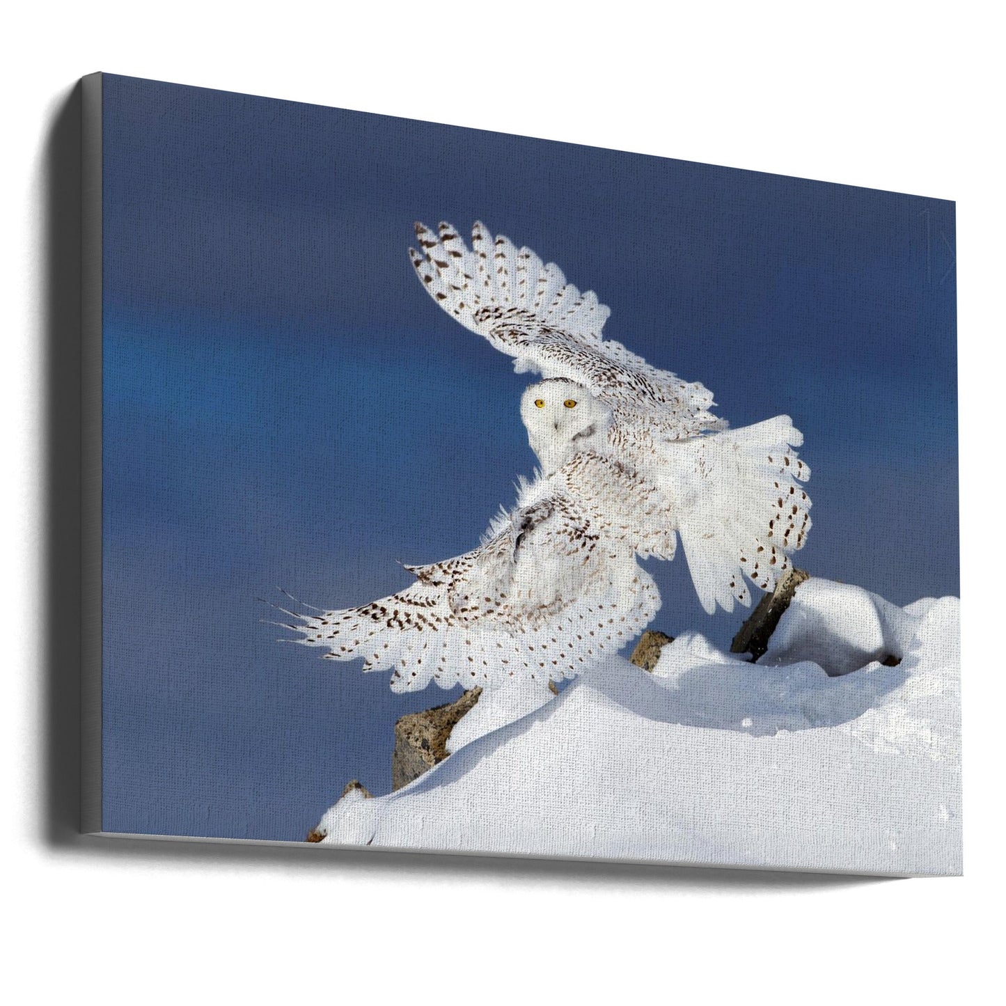 Wall art Snowy Owl in Flight