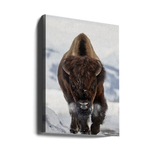 Wall Art Bison Incoming