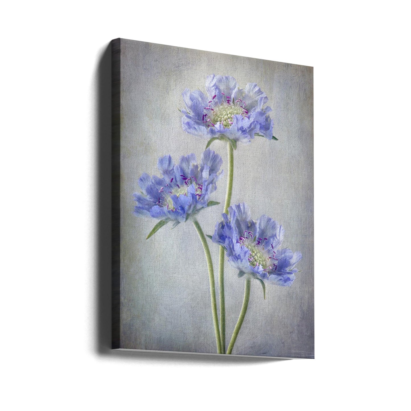 Wall Art Scabiosa