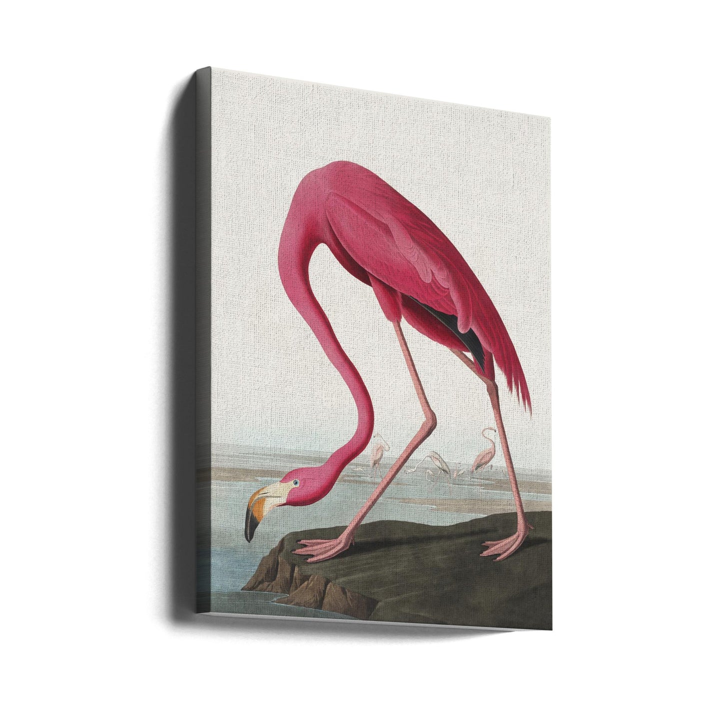 Pink Flamingo Ii From Birds of America (1827)