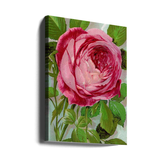 Wall Art Pink Rose, Mrs John Laing Lithograph