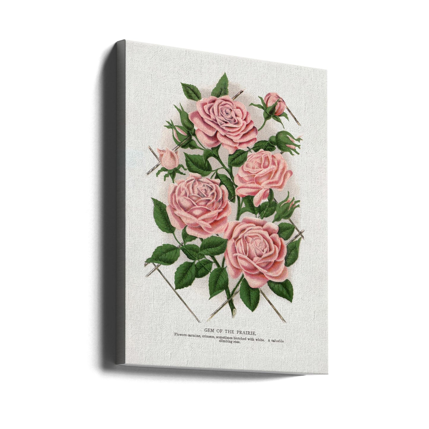 Wall Art Pink Rose, Gem of the Prairie Lithograph
