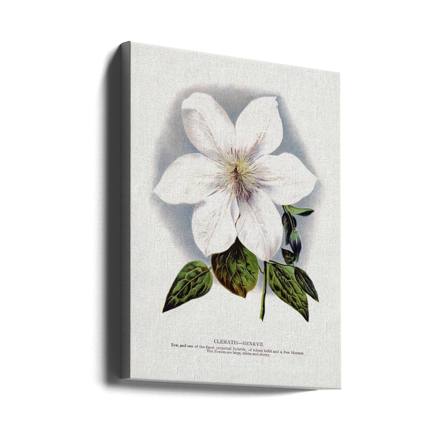 Wall Art Clematis Flower Lithograph