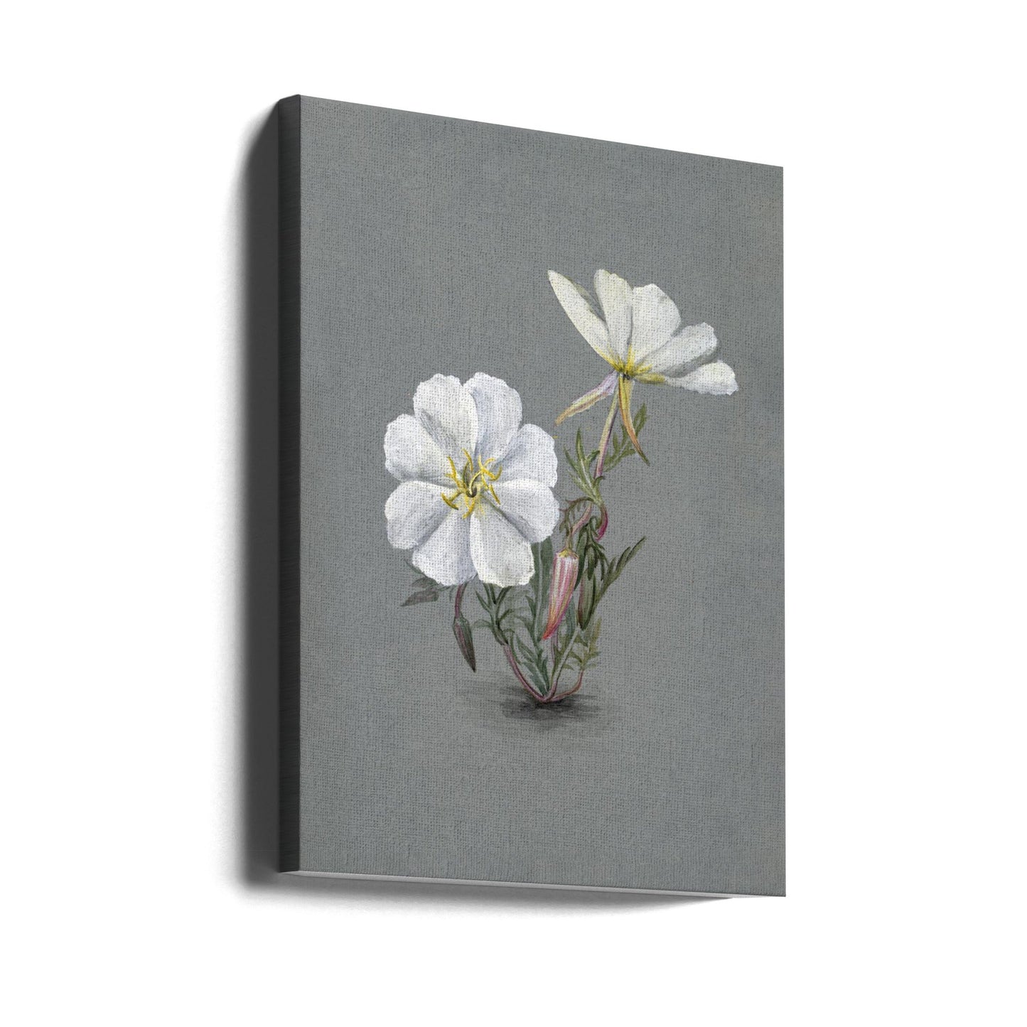 Wall Art Giant Helleborine (1880)