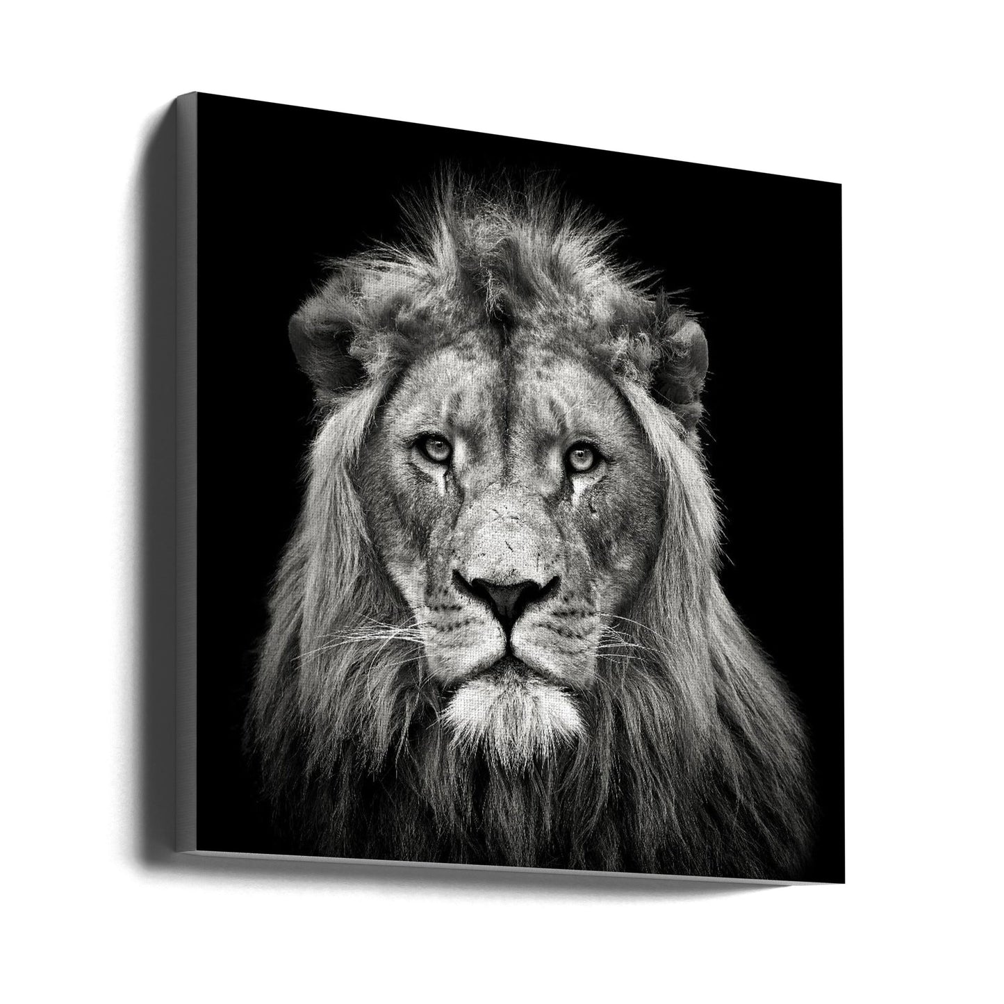 Wall art Young Male Lion Canvas Print