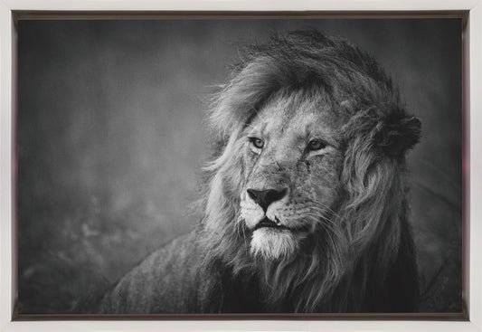 Wall art Regal. Lion