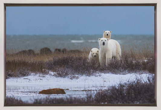 Wall art Mother bear with cubs, Hudson bay in the background