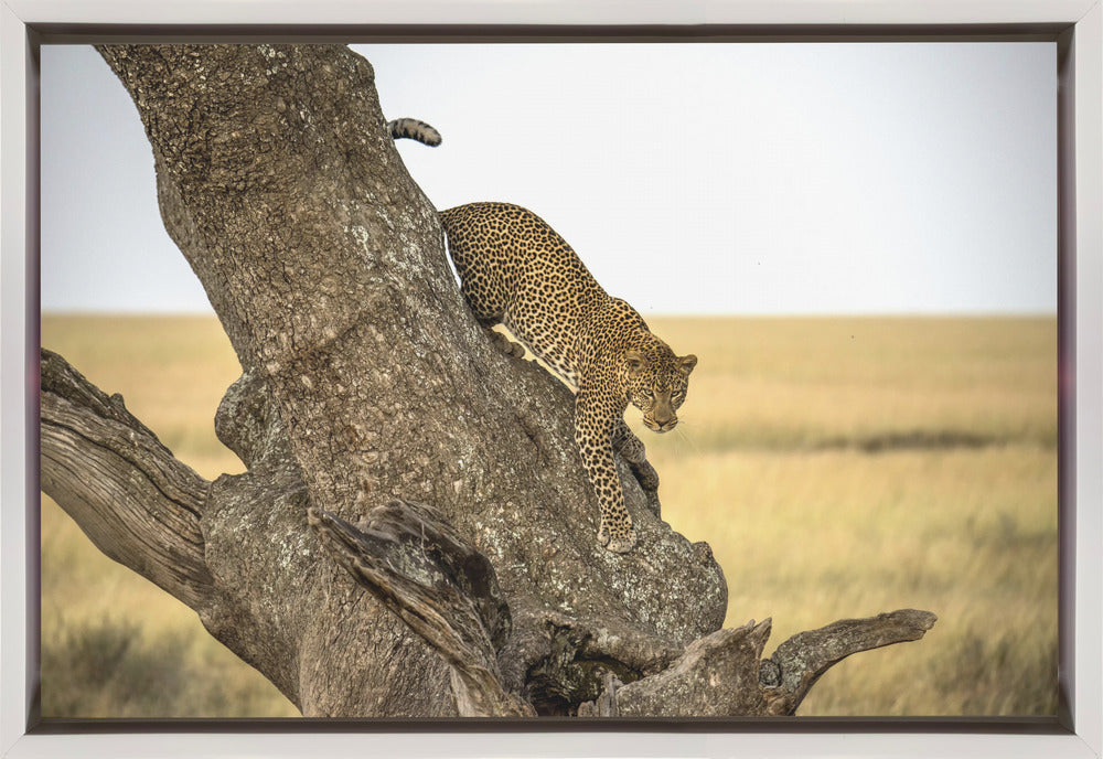 Wall art Leopard - Serengheti, Tanzania