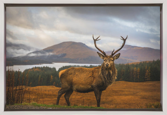 Scottish Stag