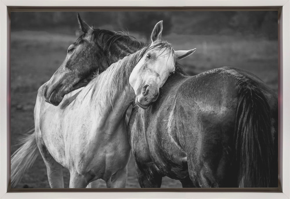 Wall art Warm rain Horses Canvas Print