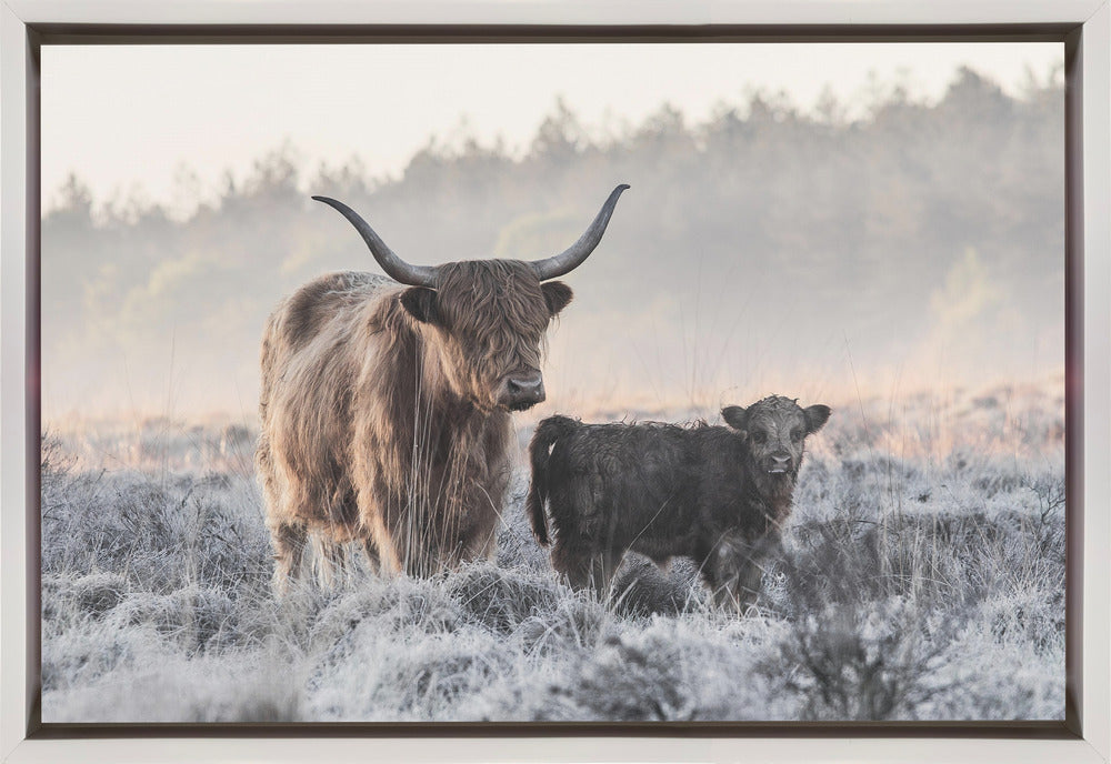 Wall art Highlander and Calf