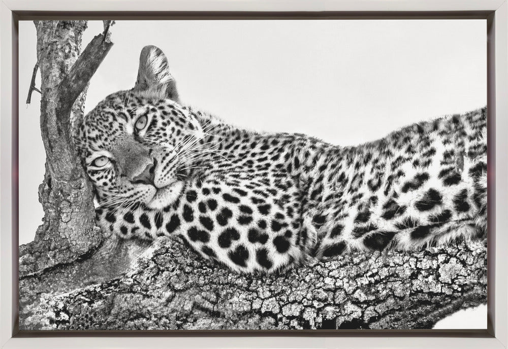 Time to rest Leopard
