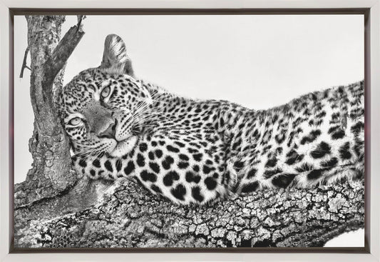 Time to rest Leopard