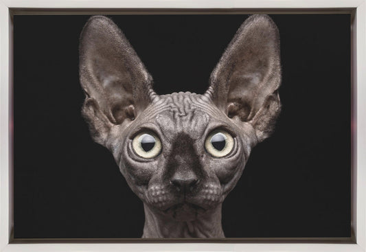 Wall art Sphynx Cat