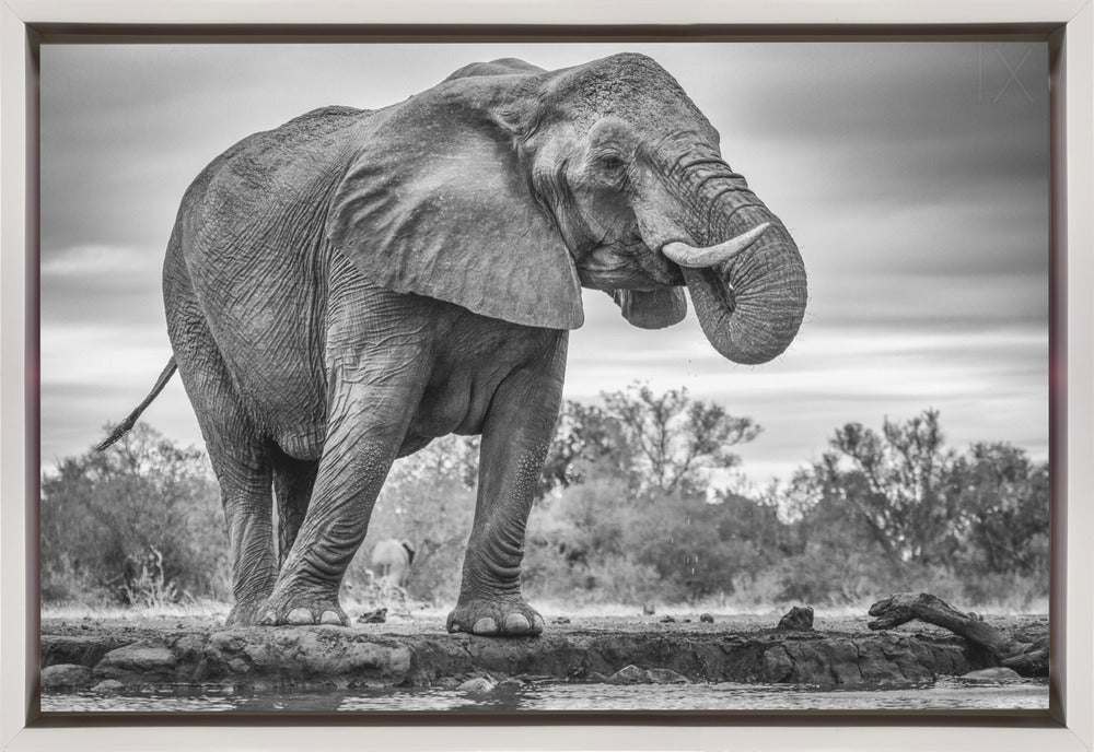 Wall art Standing Proud. Elephant