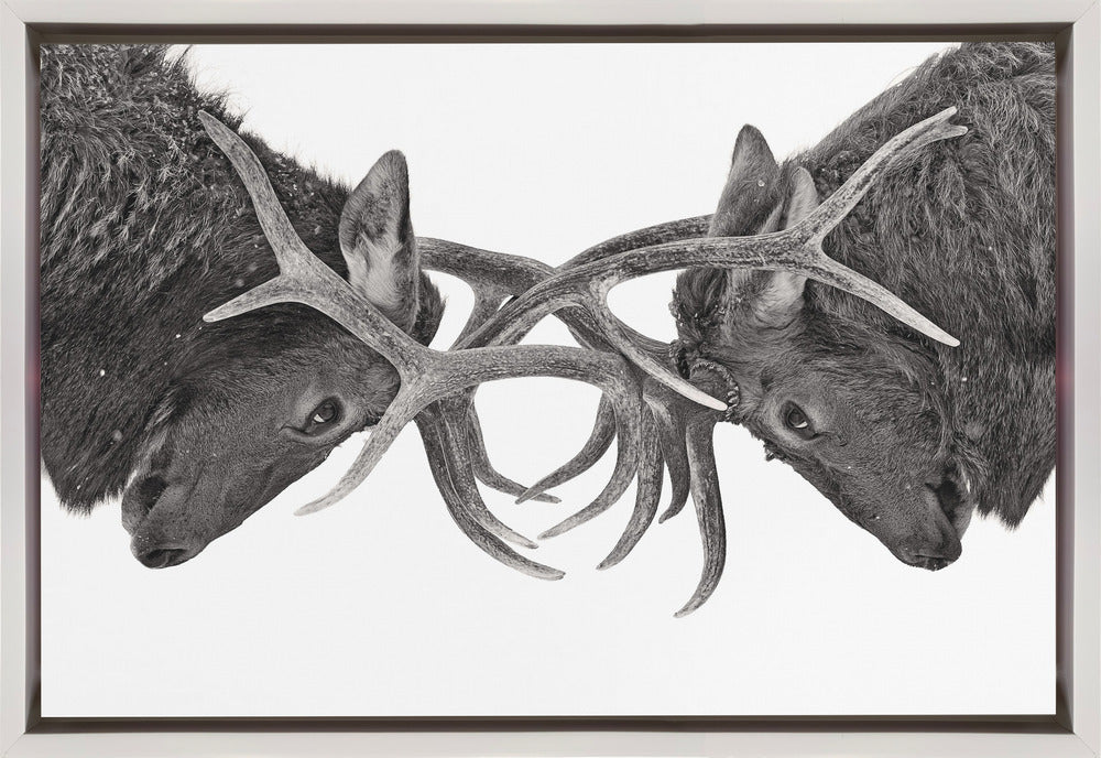 Wall art Eye to Eye - Elk fight