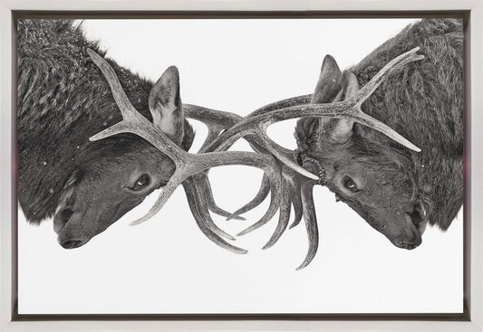 Wall art Eye to Eye - Elk fight
