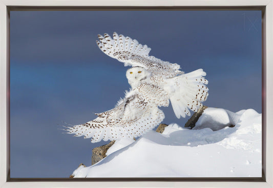 Wall art Snowy Owl in Flight