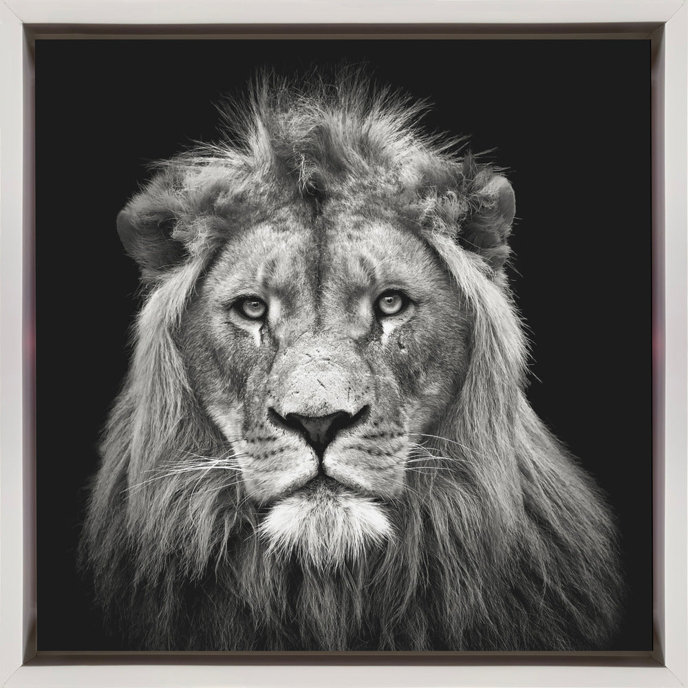 Wall art Young Male Lion Canvas Print