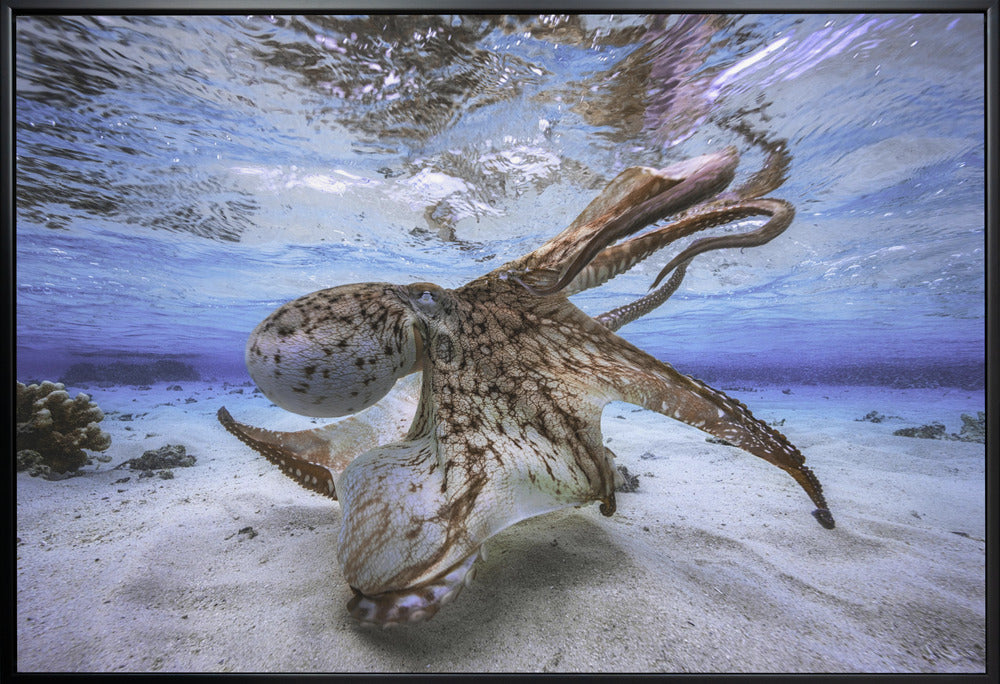 Wall Art Dancing Octopus