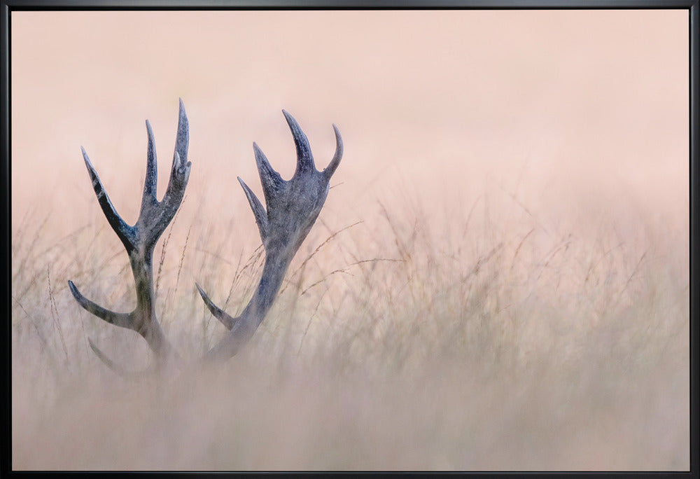 Wall art   Hide & Seek ( Horn of Stag)