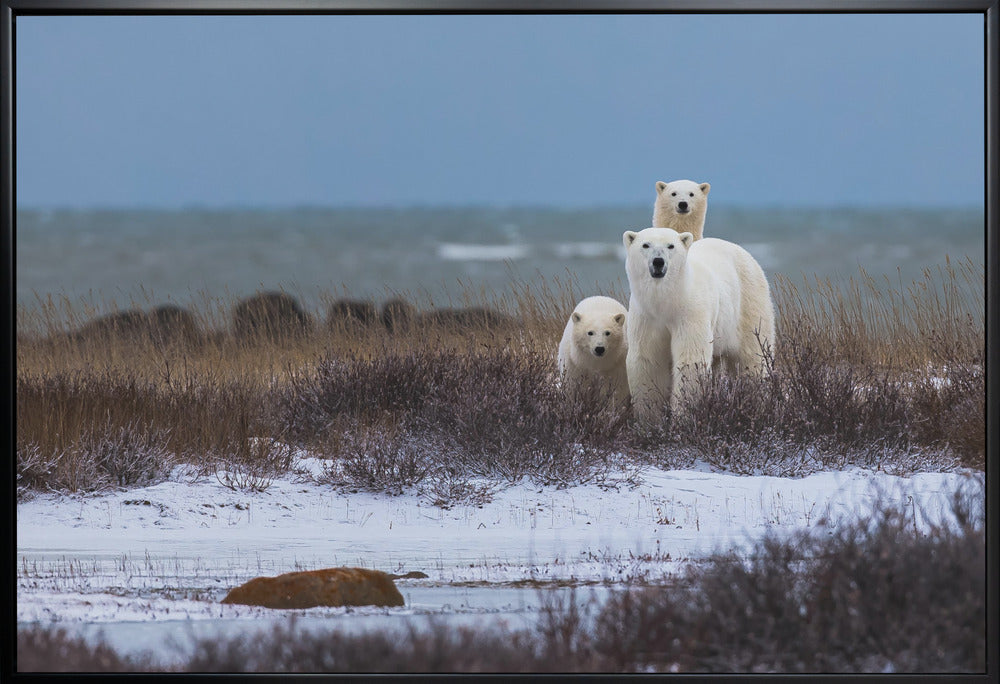 Wall art Mother bear with cubs, Hudson bay in the background