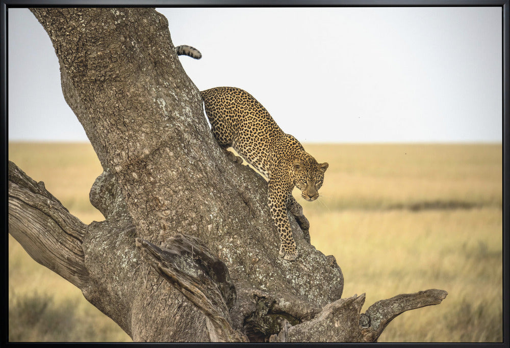 Wall art Leopard - Serengheti, Tanzania