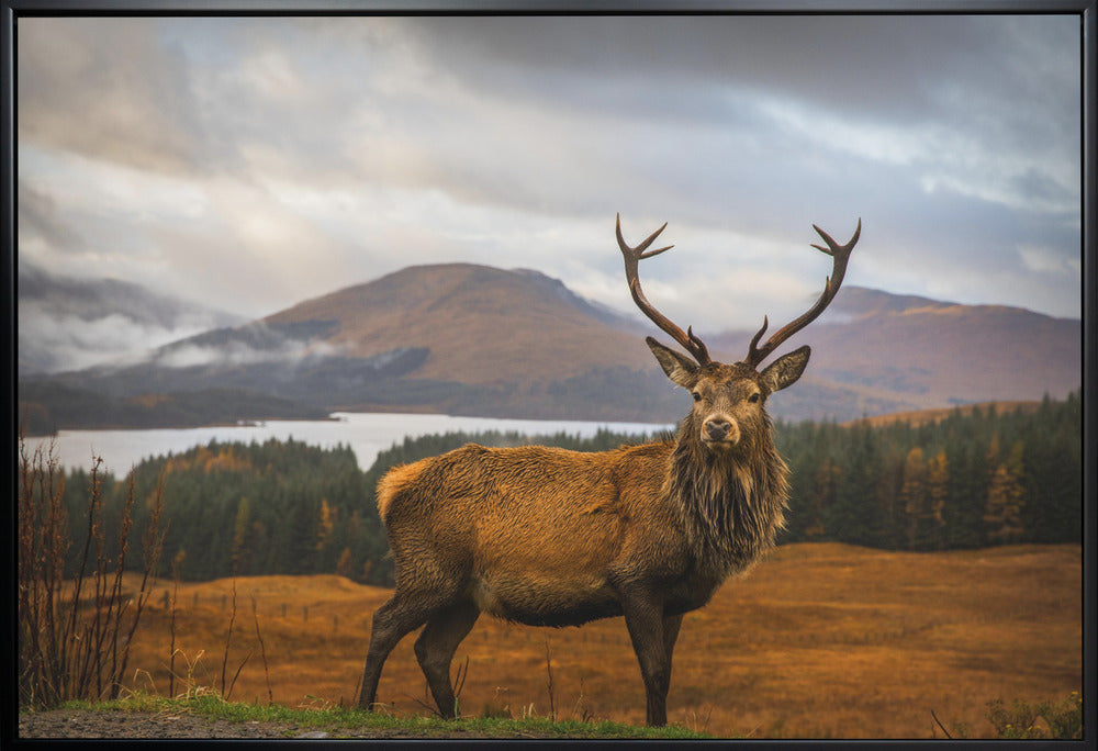 Scottish Stag