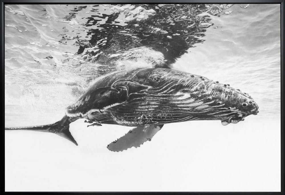 Humpback whale calf