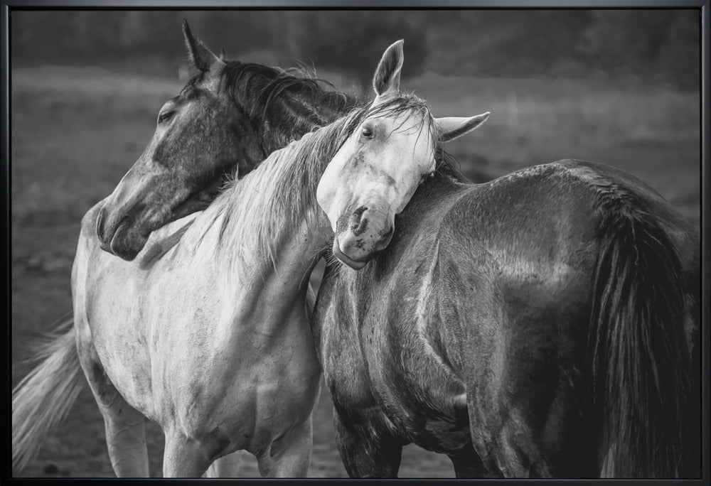 Wall art Warm rain Horses Canvas Print