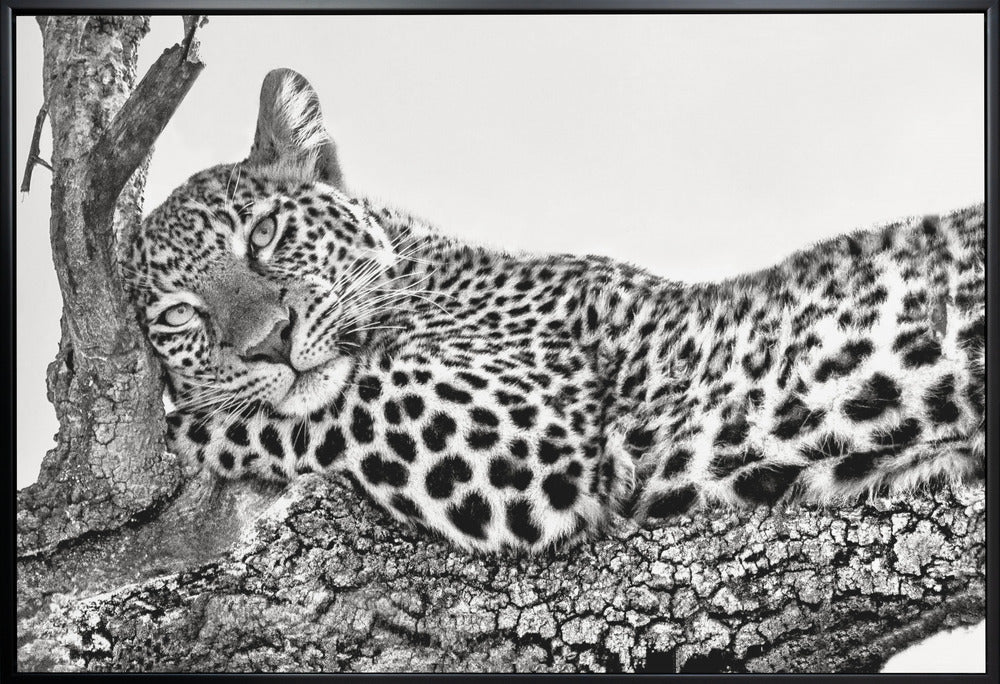 Time to rest Leopard