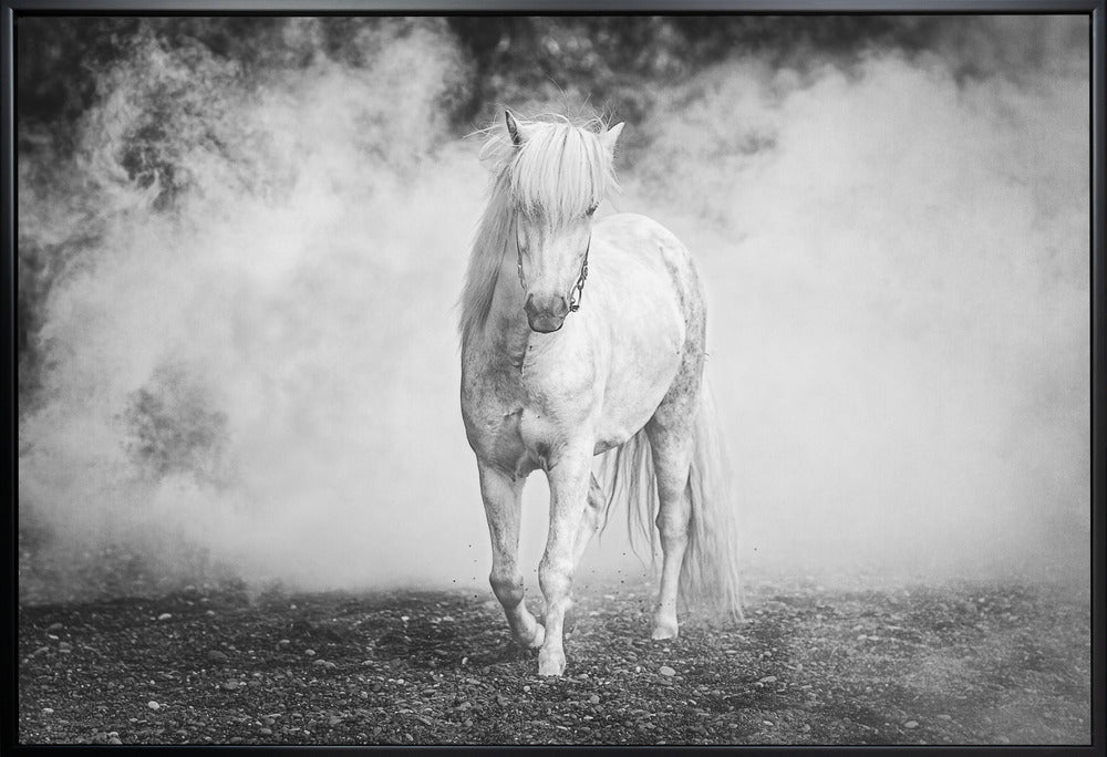 Wall art Icelandic pony