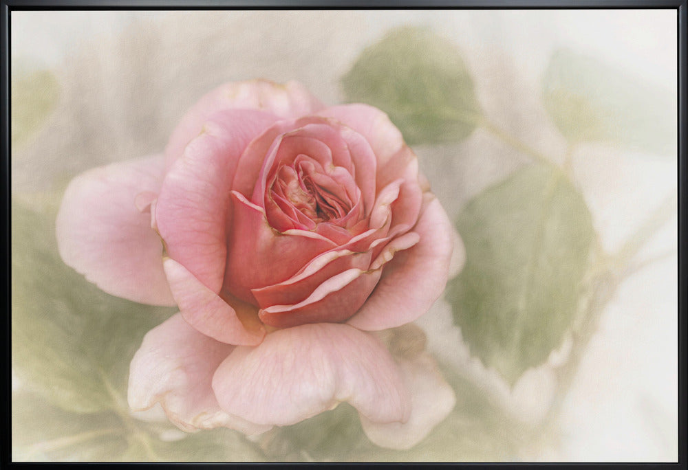 Wall Art smooth rose