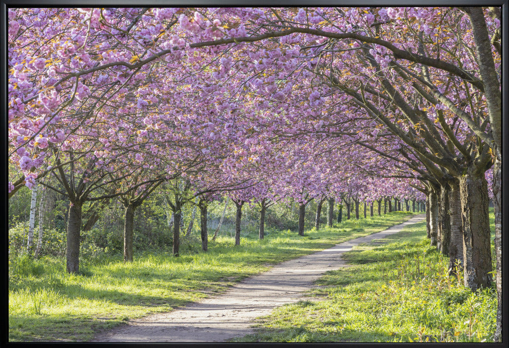 Wall art Idyllic cherry blossom alley
