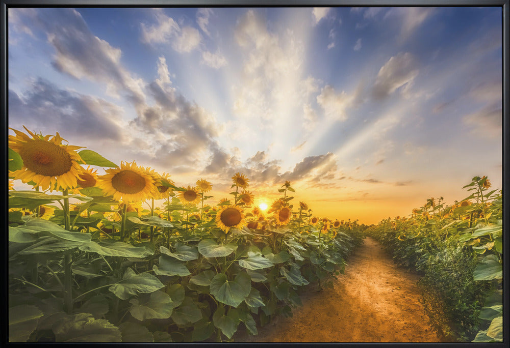 Wall art Path through the sunflower field
